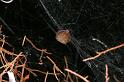 Cyrtophora_ZZXYX_D4061_Z_78_Coochi island_Australie